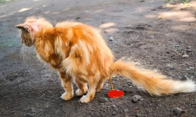 cat has bloody diarrhea