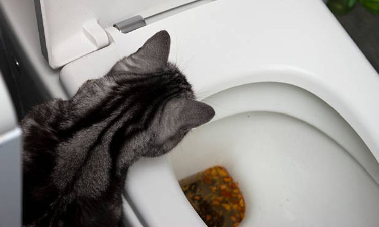 cat has bloody diarrhea