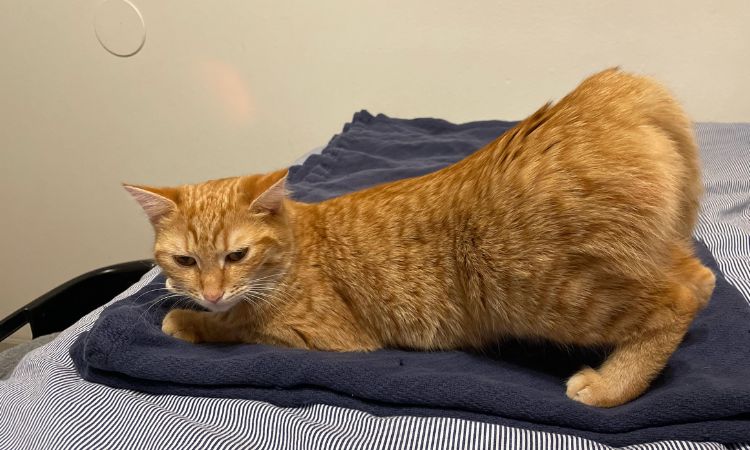 Cat in Heat