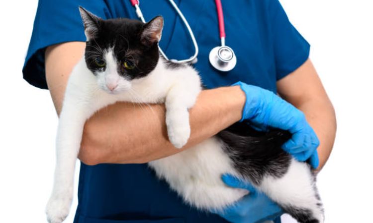 What to Expect at the Vet's Office