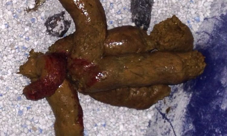 Common Causes of a Cat Pooping Blood