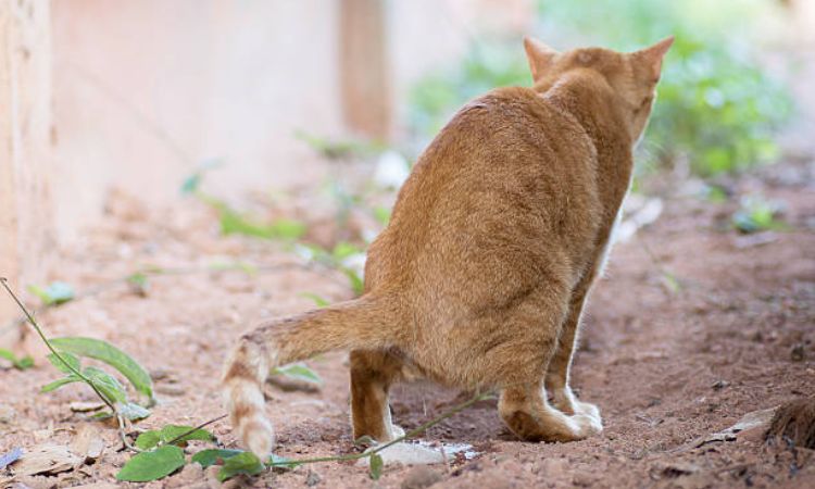 Cat Pooping Blood