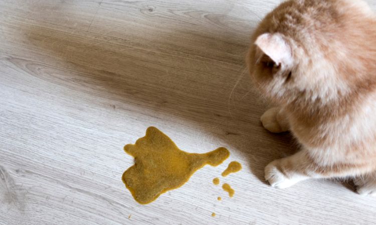 Brown Vomit