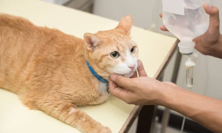Treatment Options for Cats Vomiting Blood