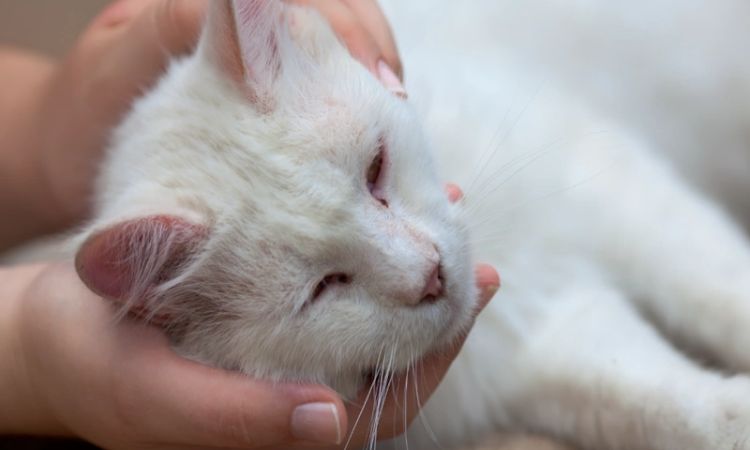 Preventing Vomiting Blood in Cats
