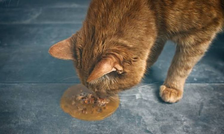 my cat is vomiting brown liquid