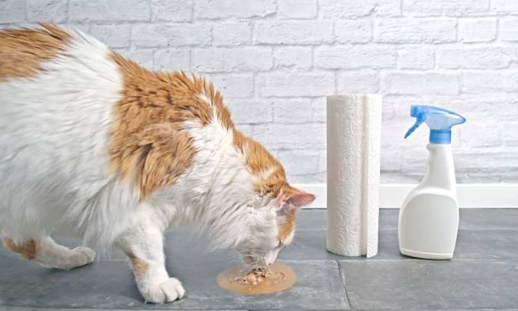 What to Do If Your Cat Vomits Brown Liquid