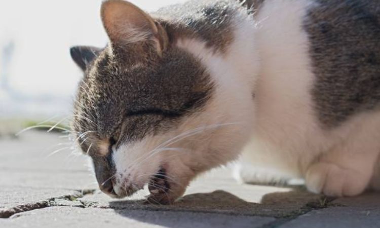 Common Causes of Green Vomiting in Cats