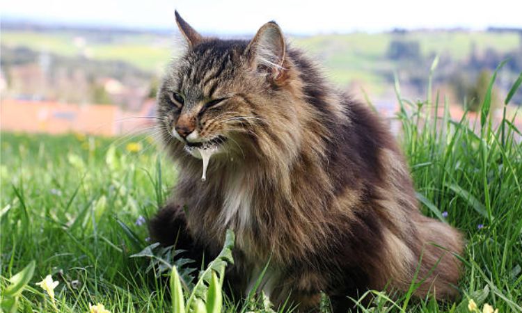 cat vomiting