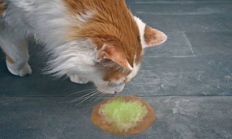 Why is my cat vomiting green liquid and not eating