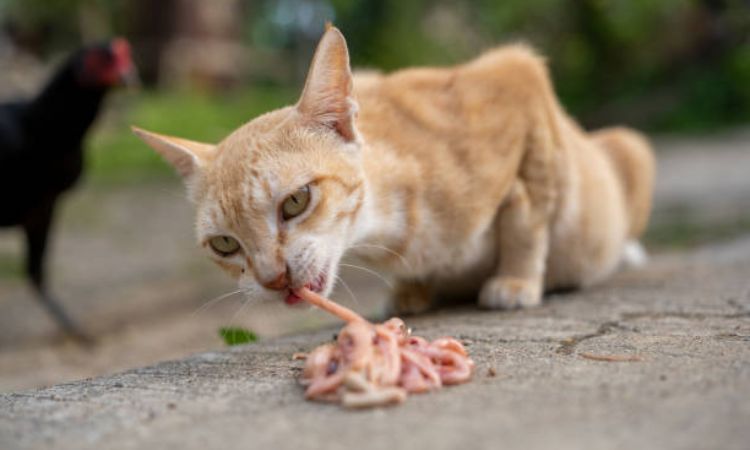 Symptoms of Roundworm Infection in Cats