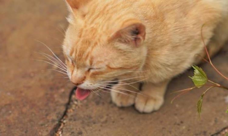 What to Do If Your Cat Is Vomiting Worms