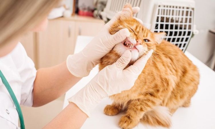 Veterinary Diagnosis and Treatment