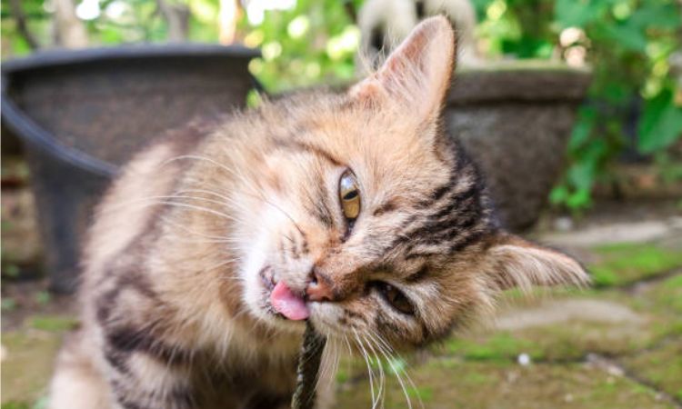 Is It Normal for Cats to Vomit Worms Post Deworming?