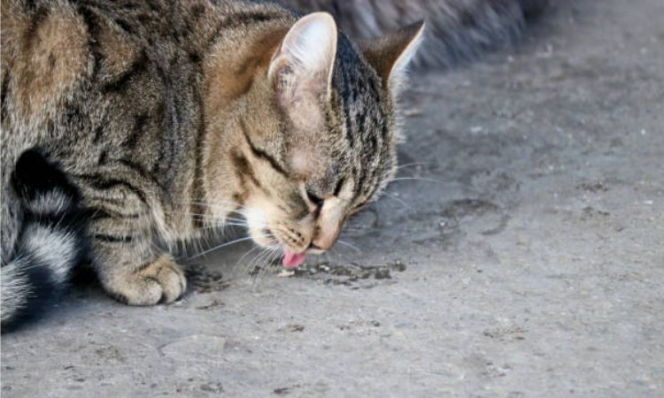 cat vomiting worms after deworming