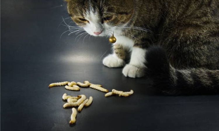 Cat Vomiting Worms