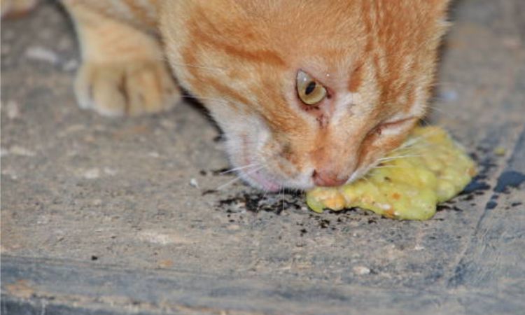 Common Causes of Vomiting Yellow Liquid in Cats