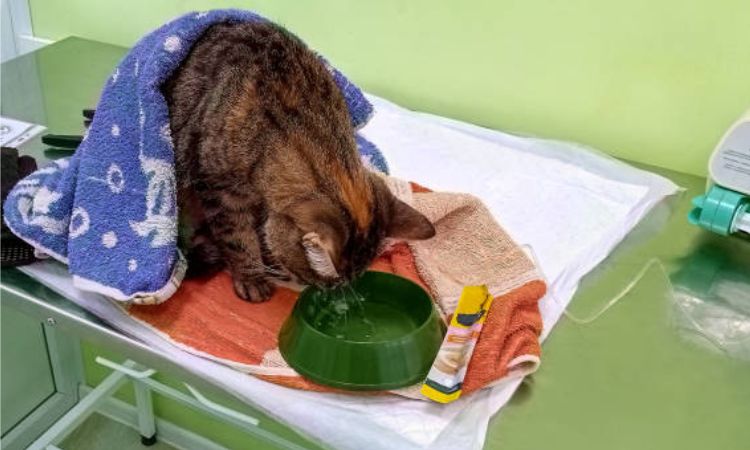 Why Your Cat Might Not Be Eating