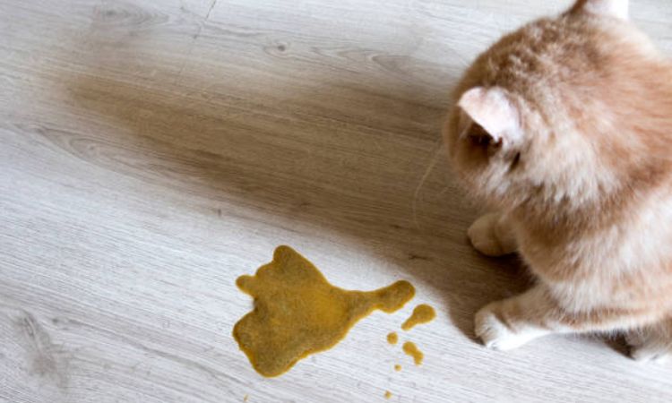 Why is my cat vomiting yellow liquid and not eating