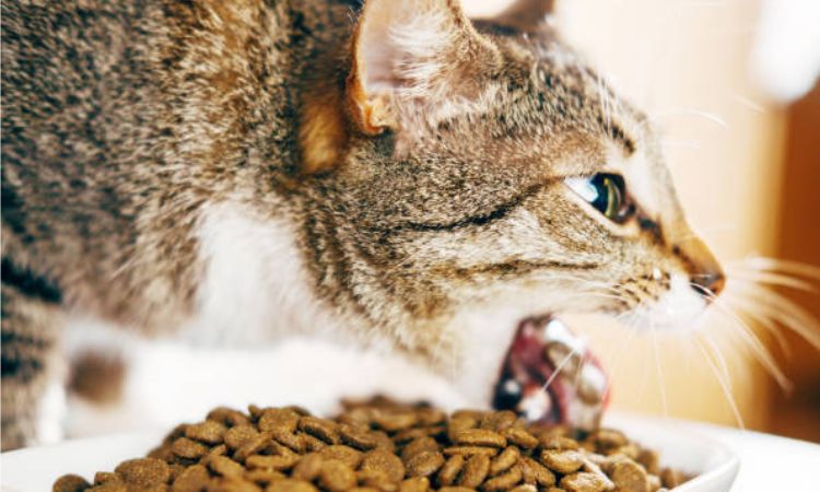 How to Prevent Vomiting Due to Eating Too Fast