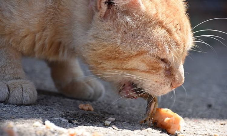 Dietary Adjustments to Help Reduce Vomiting