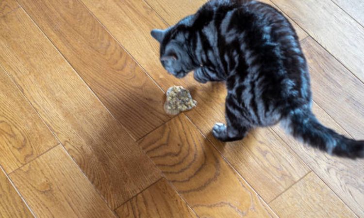 How to stop my cat from throwing up after eating