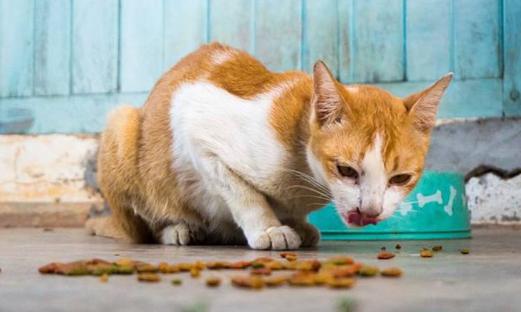 Cat vomits food