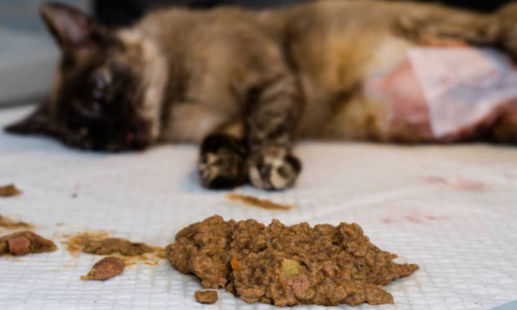 Cat throwing up undigested food but acting normal