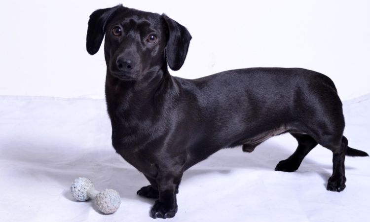 All-Black Dachshund