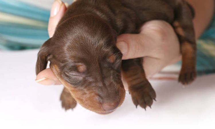 Eye Opening Timeline for Dachshund Puppies
