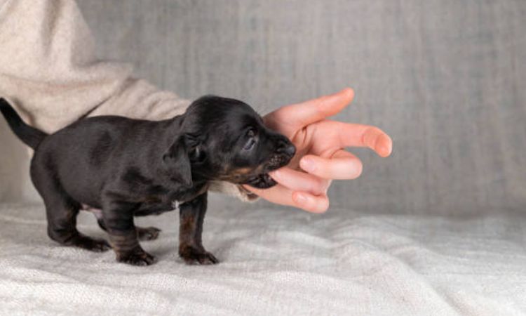 How to Care for Dachshund Puppies During Eye Opening