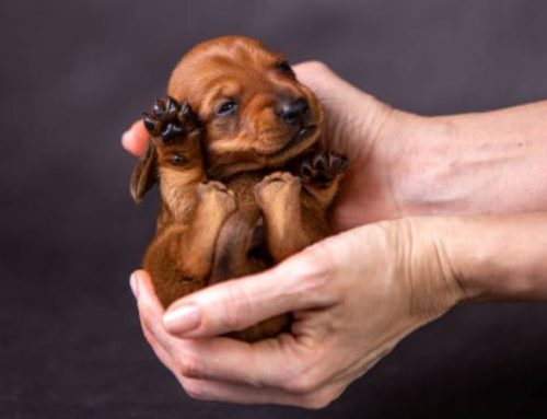 When do Dachshund puppies open their eyes?
