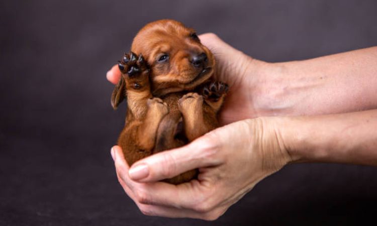 When do Dachshund puppies open their eyes?