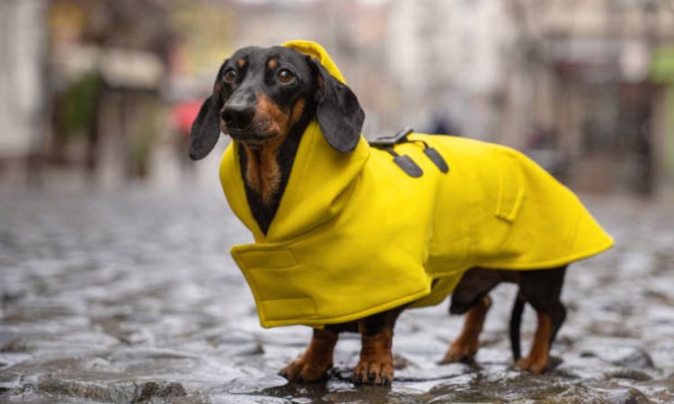 Dachshund