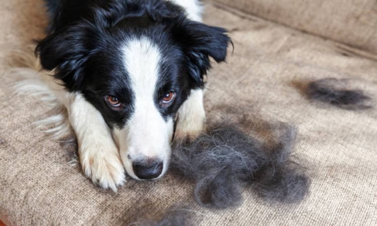Do Border Collies Shed?