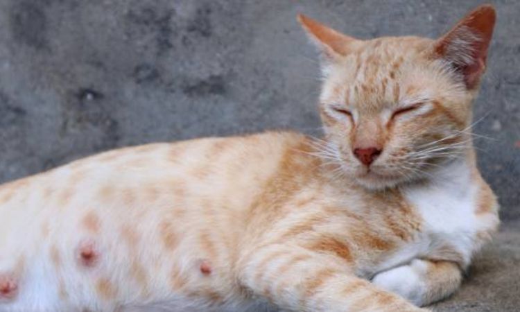 Why Don’t Cats Bleed Like Humans During Their Cycle?