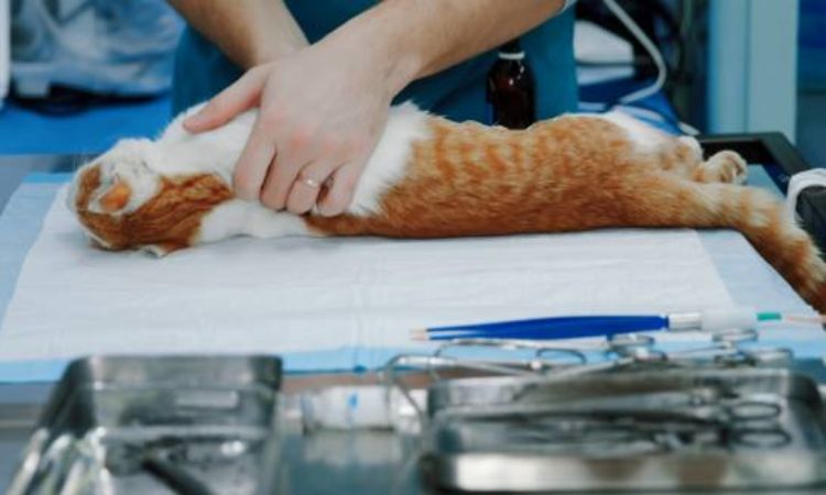Importance and Benefits of Spaying Before the First Heat