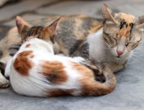 Do Cats Have Periods?