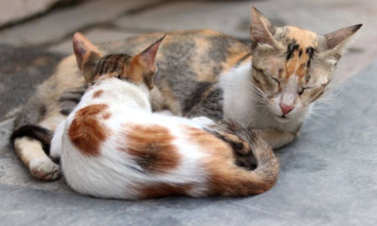 Do Cats Have Periods?