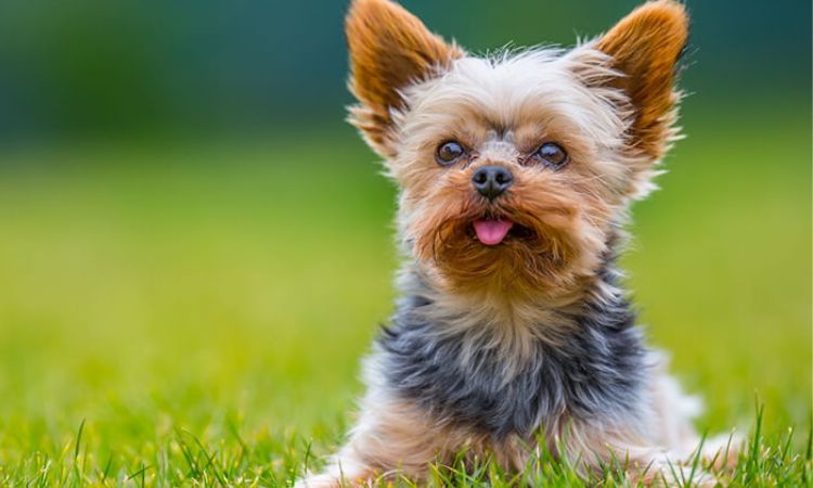 Yorkshire Terriers