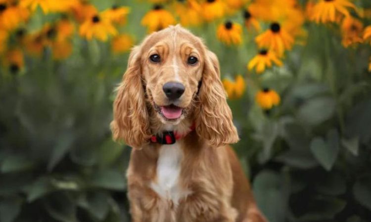 Cocker Spaniels