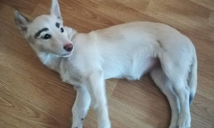 Do Dogs Have Eyebrows?