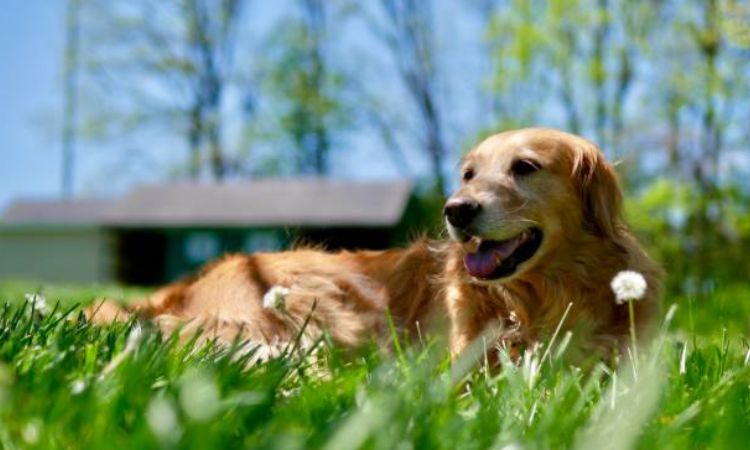 Do Golden Retrievers shed?