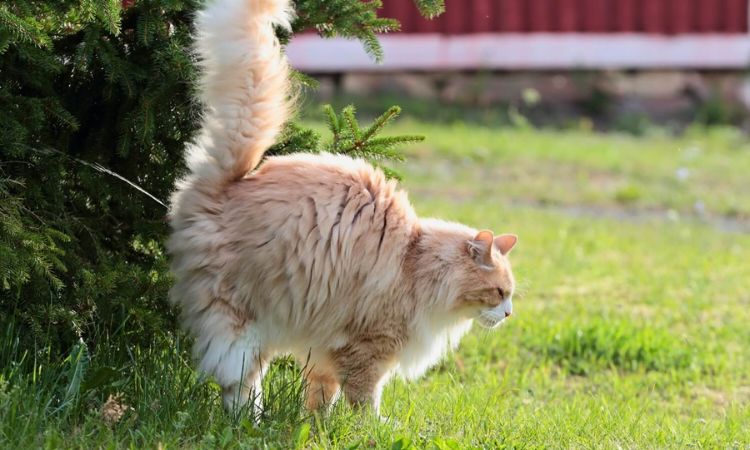 Impact of Neutering on Spraying
