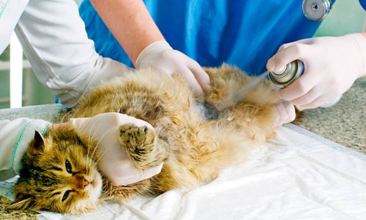 Do male cats still spray after being neutered?