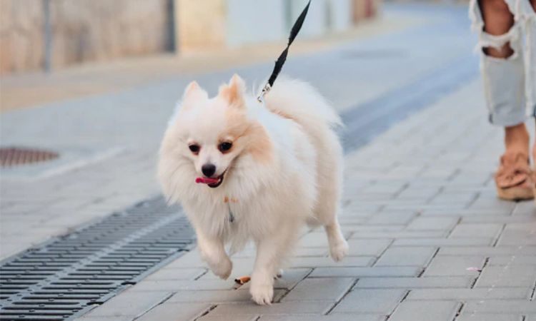 do pomeranians shed hair
