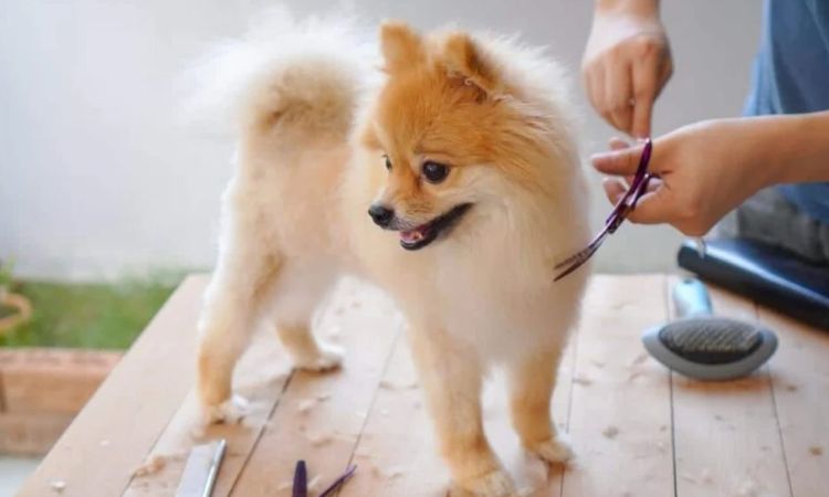 do mini pomeranians shed hair