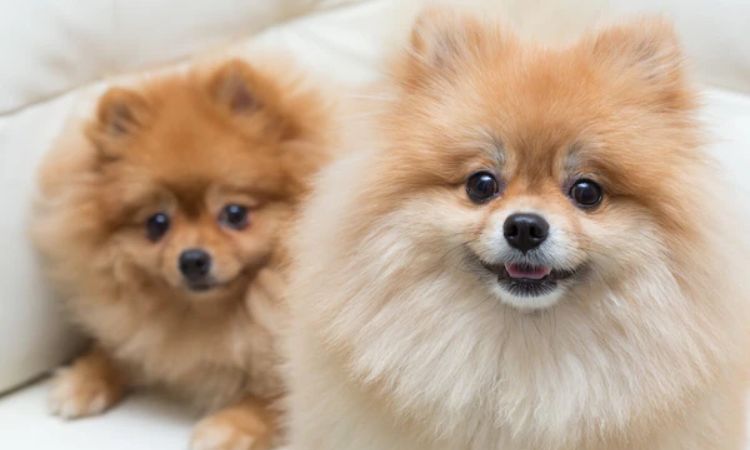 Do Pomeranians Shed?