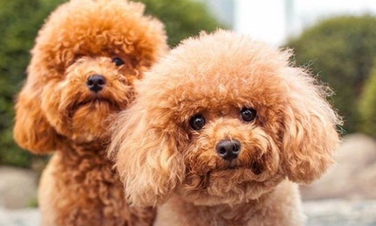 do miniature poodles shed