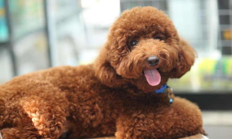do poodles shed